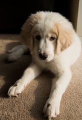 PuppyTricks
