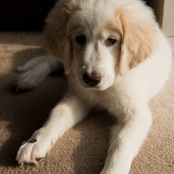 Gus