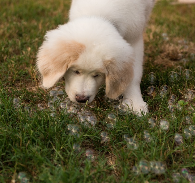 PuppyBubbles