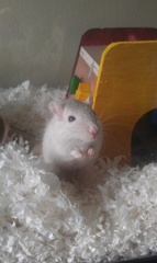 One of our new gerbil boys